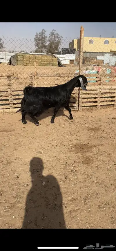 عنز مصريه ب عارضي جبار ناهي 1