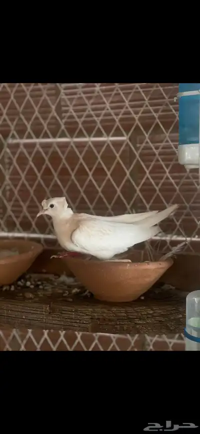 قماري 1