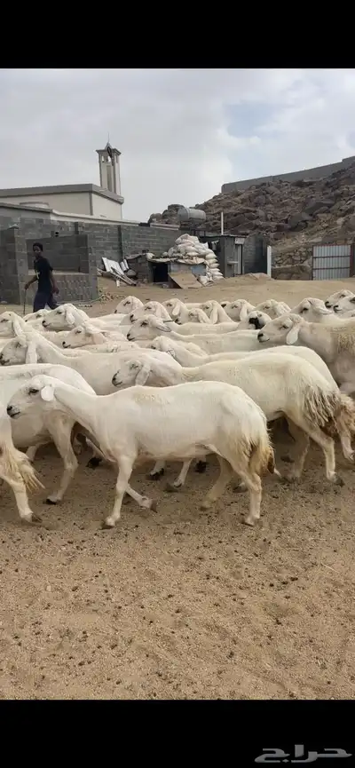 غنم دفع 12