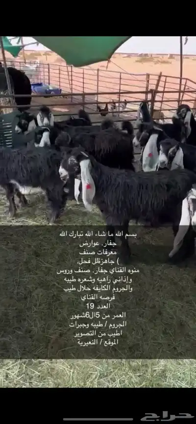 جفار صنف 19الموقع النعيرية 3