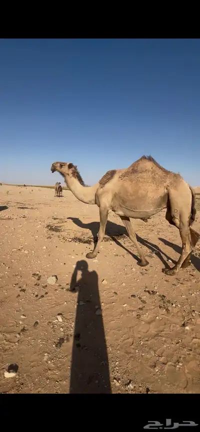 للبيع لقحه شعلا 1