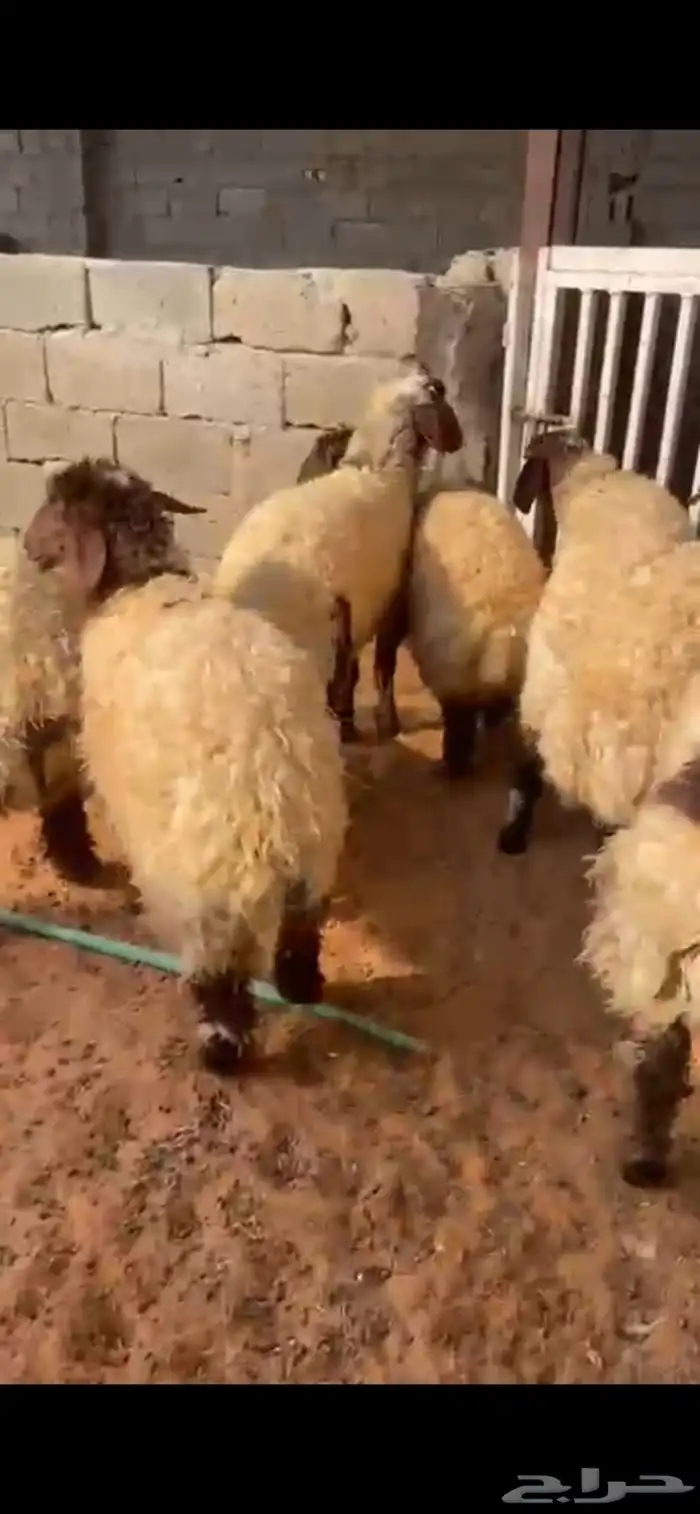 رخال 1