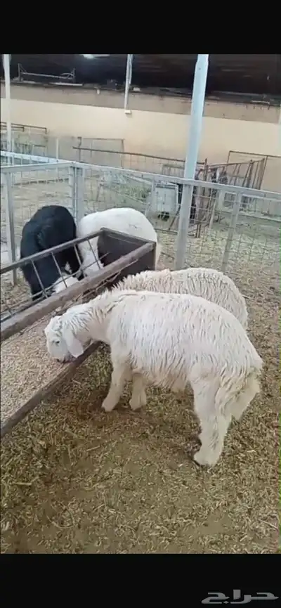 للبيع طليان ذبايح 1