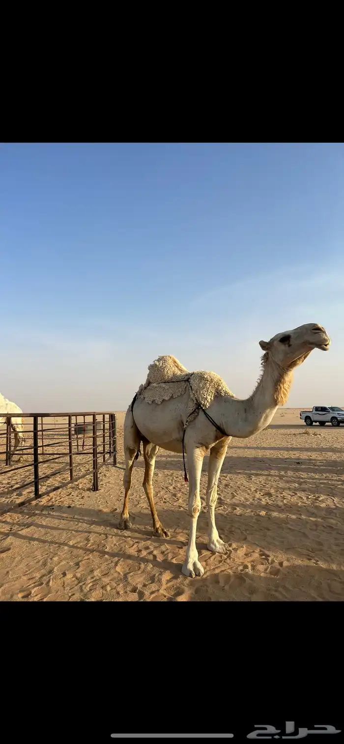 للبيع خلفة وضحا بكر 4