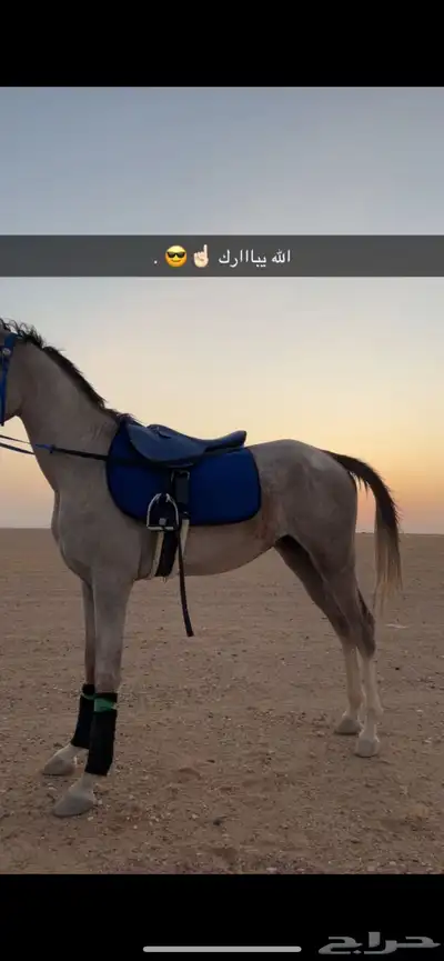 حصان شعبي للبيع 0