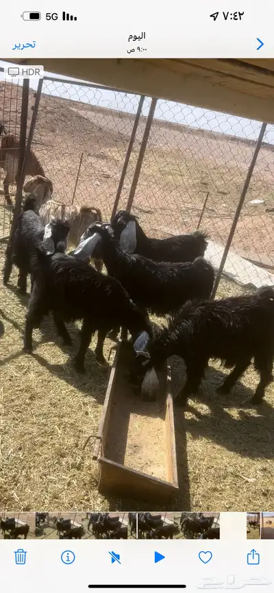 جذعات خمس شهور 0