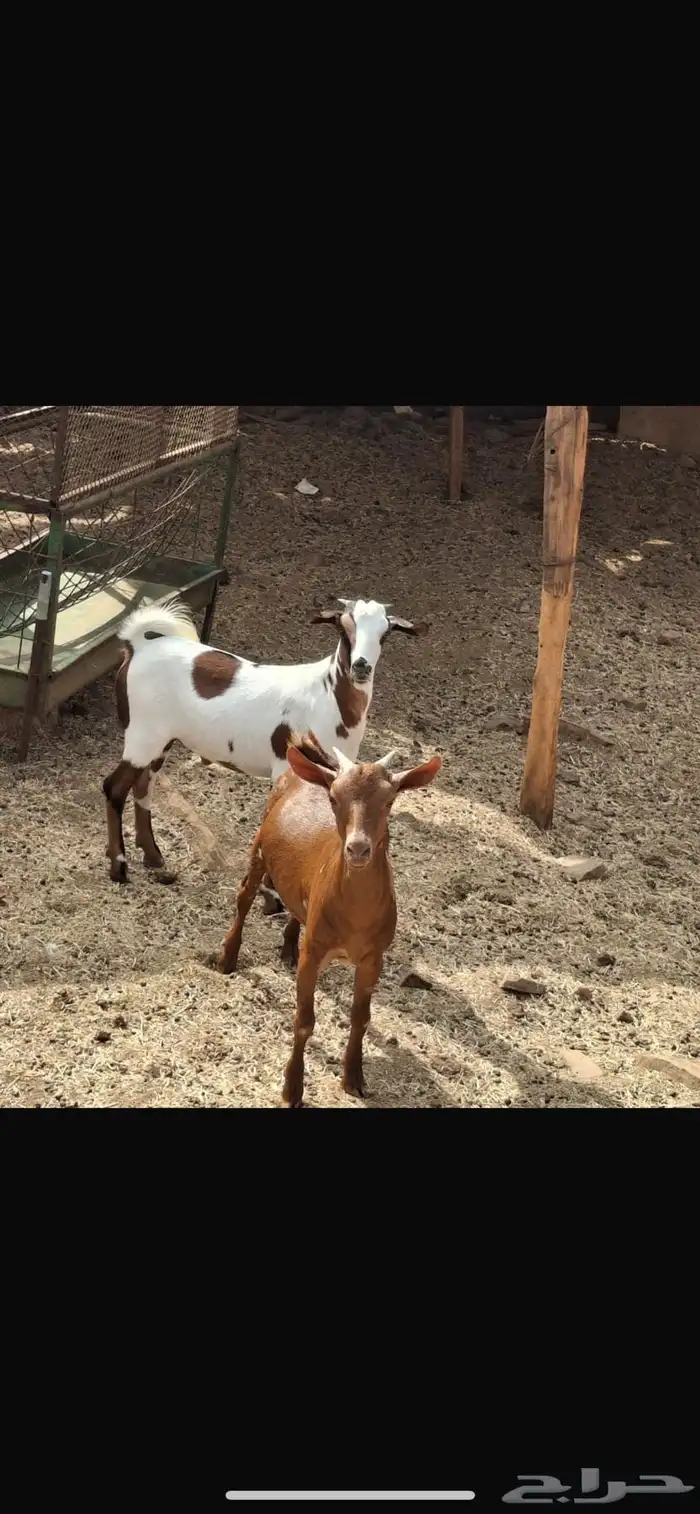 تيوس جنوبيه ع الشرط بلدي متوفر تابي وتمارا 0