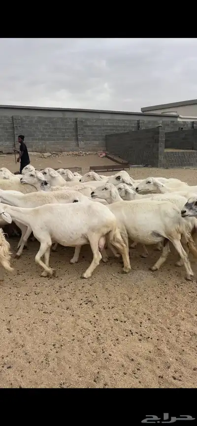 غنم دفع 10