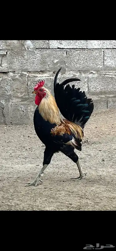 دجاج عربي أصل 3