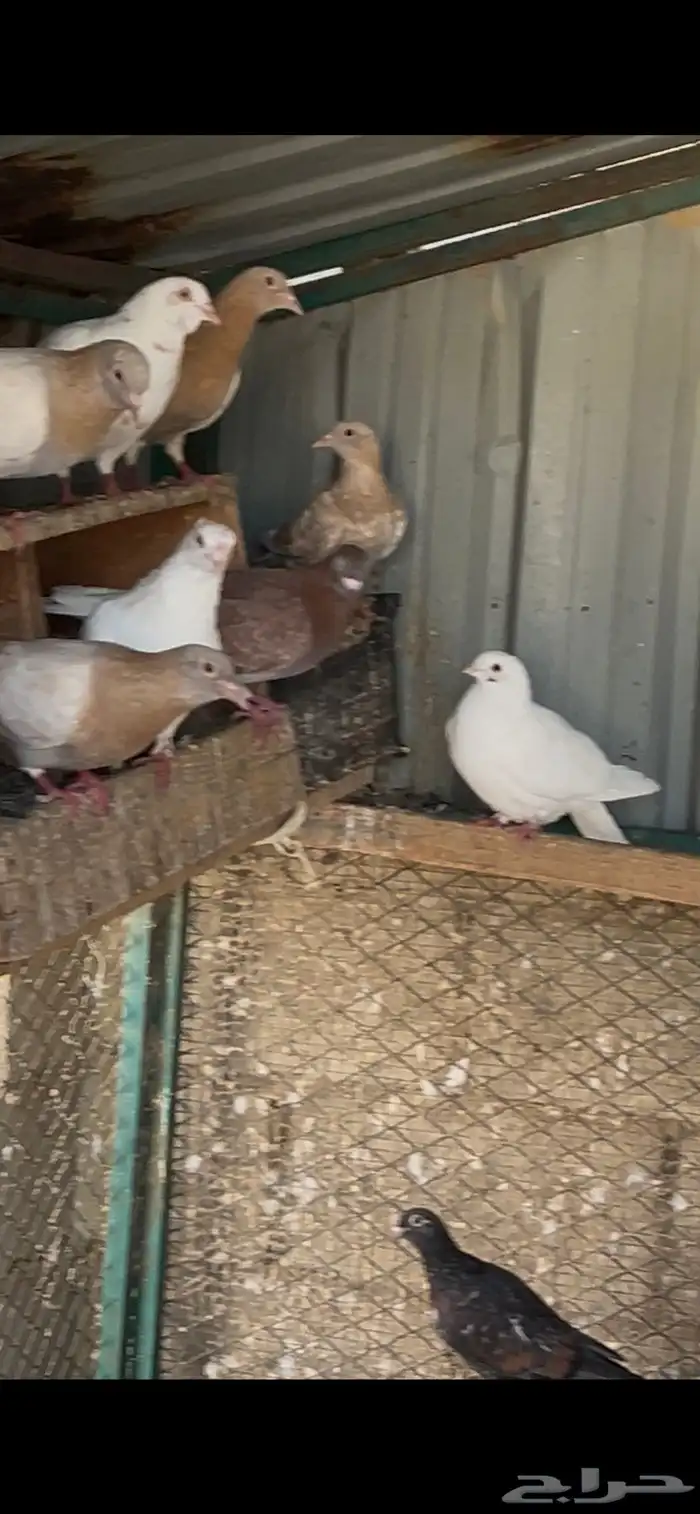 حمام مشكل فرنسي وزاجل وحب رمان 7