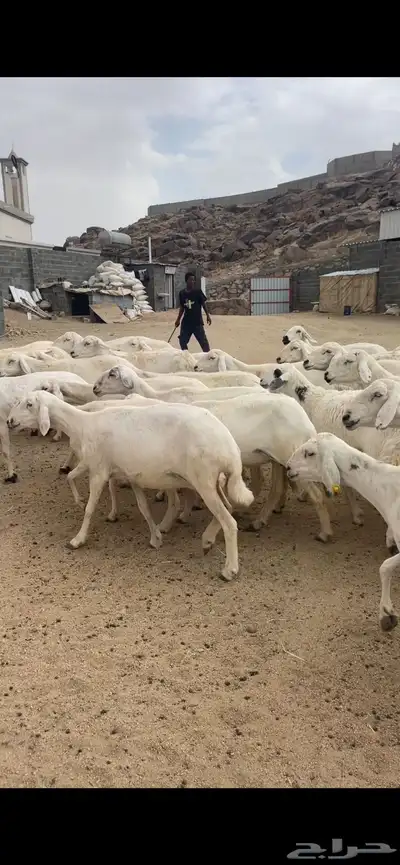 غنم دفع 14