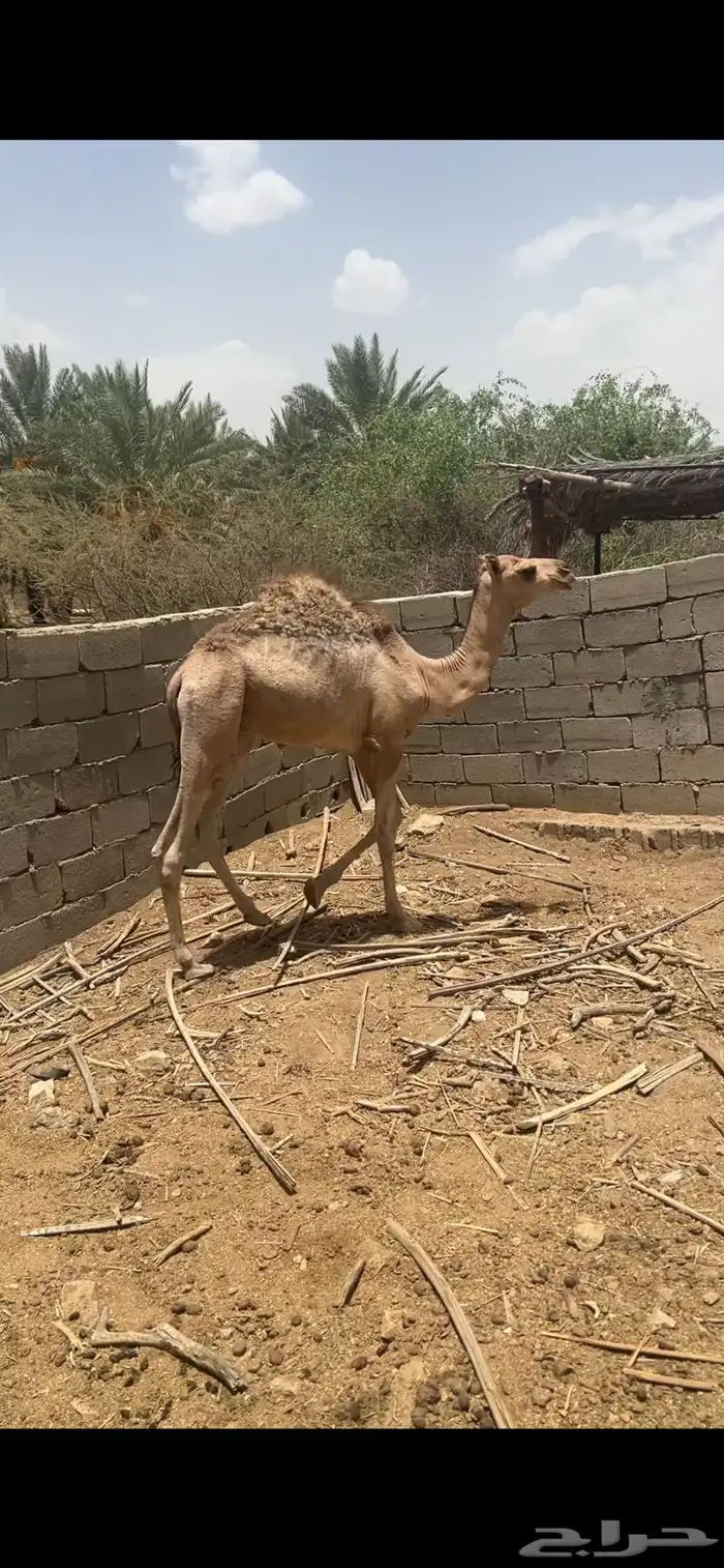 حاشي لباني 1