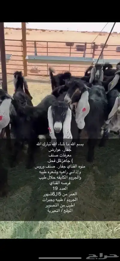 جفار صنف 19الموقع النعيرية 4
