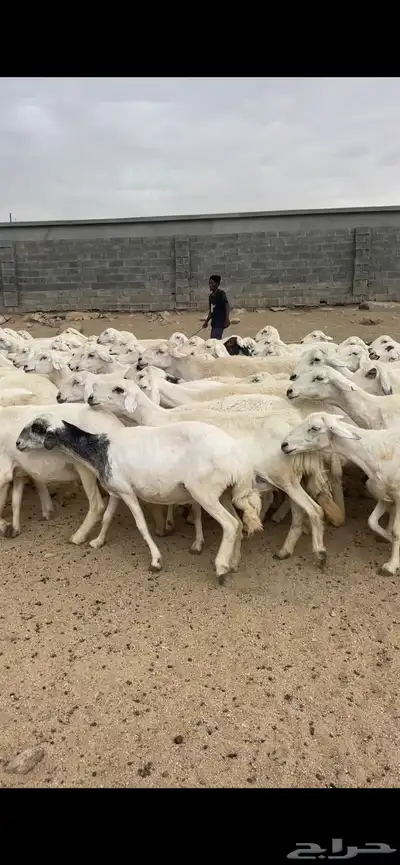 غنم دفع 8