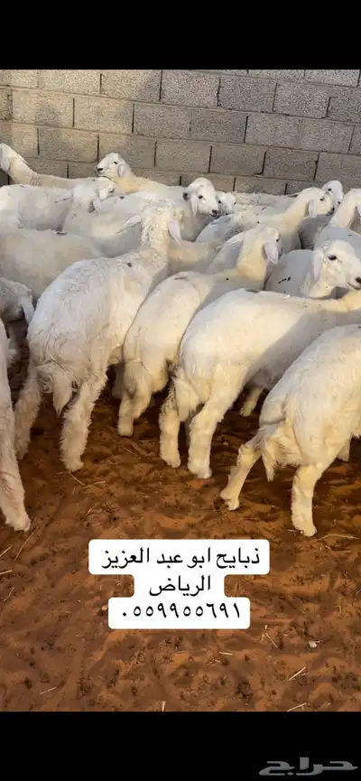 ذبايح حري ونعيمي وتيوس مخرج 36 الرياض ( متوفر تمارا ) 0