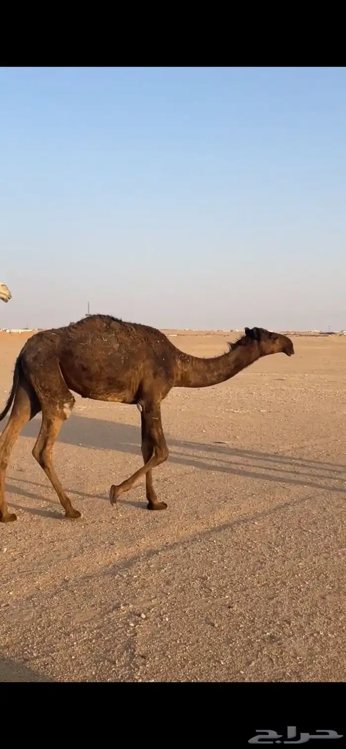 بكرة مفرودة 0