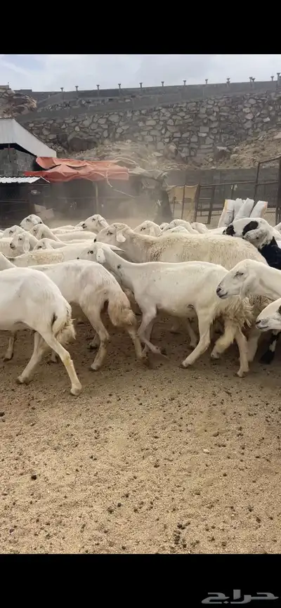 غنم دفع 16