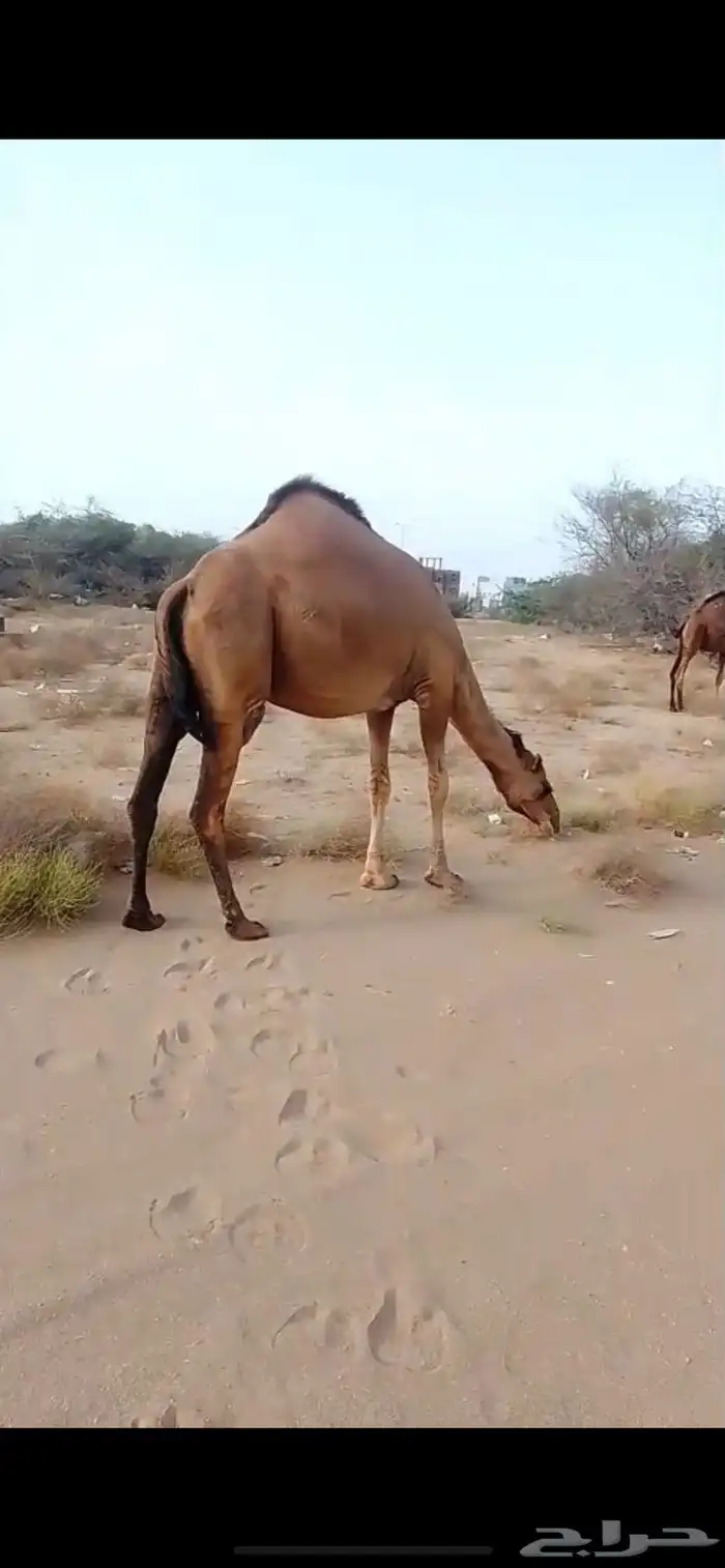 ناقه للبيع جنب لها سبعه اشهر ام ثاني سديس 3