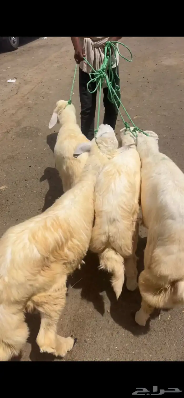 خرفان ذبايح مشروطه 1