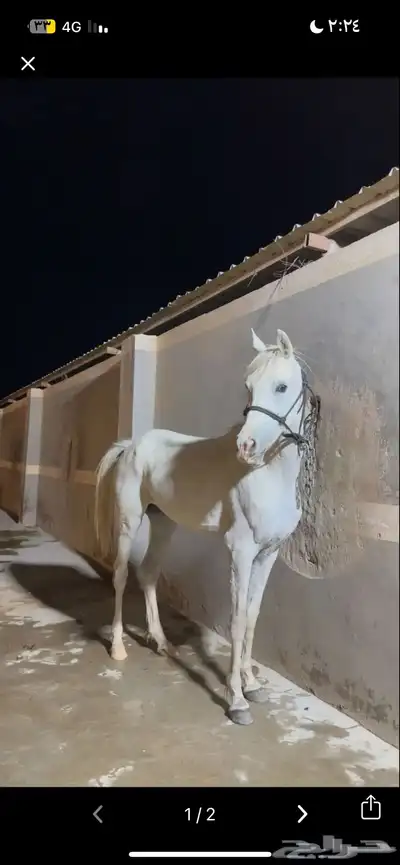 فرس شيخه 2