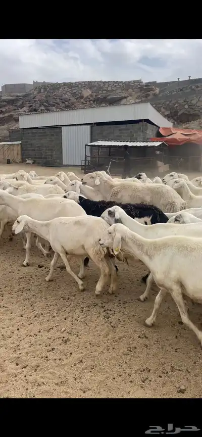 غنم دفع 17