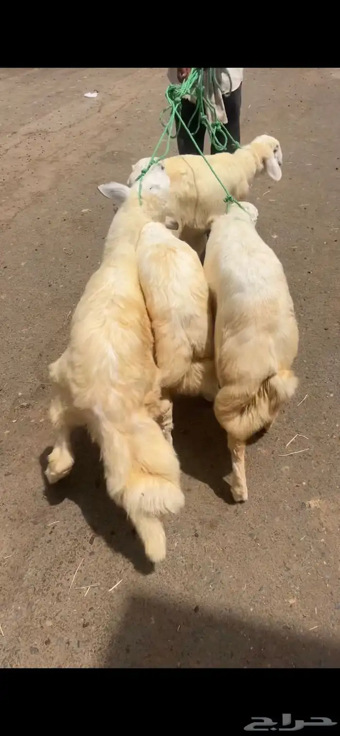 خرفان ذبايح مشروطه 2
