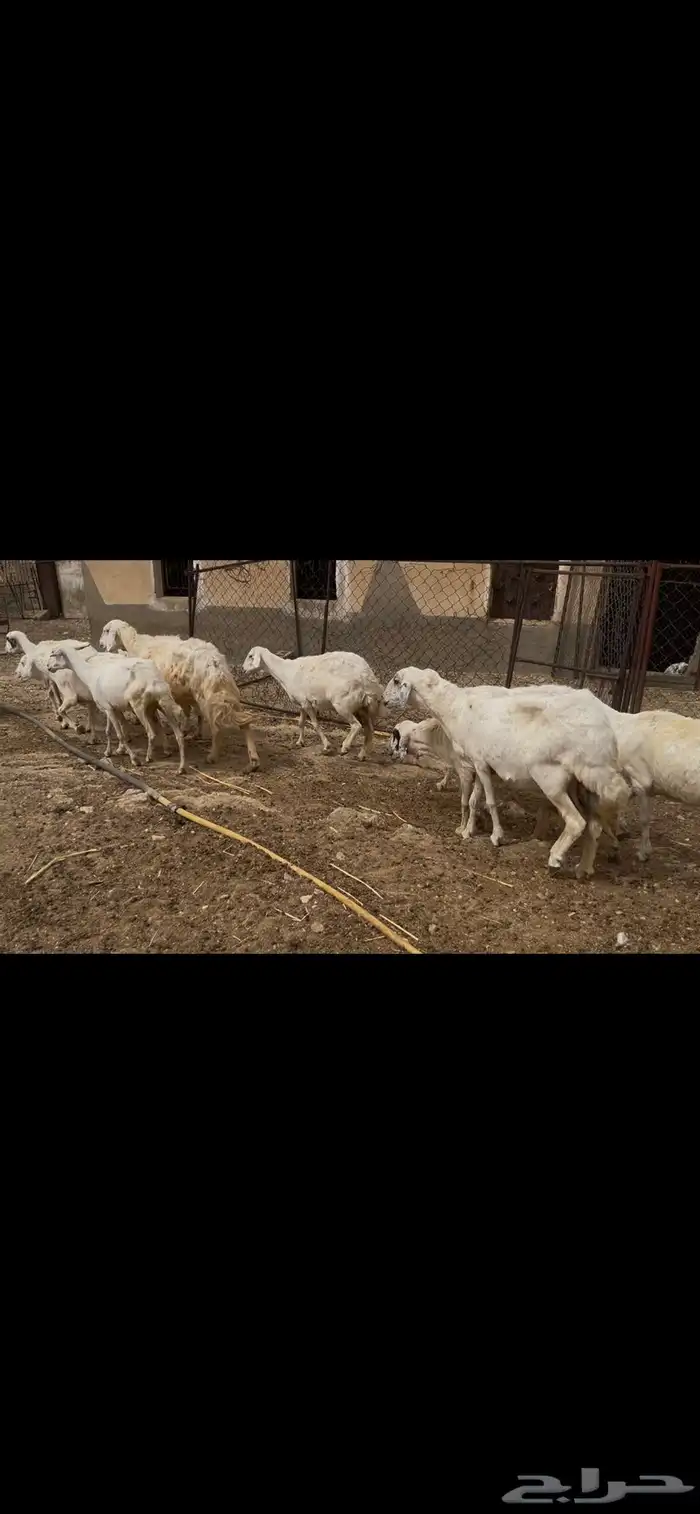 ضان جروم للبيع.. تم البيع 4