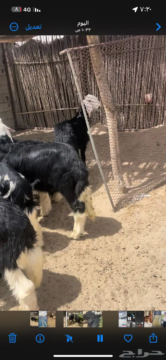 طليان نجد مراح واحد 4
