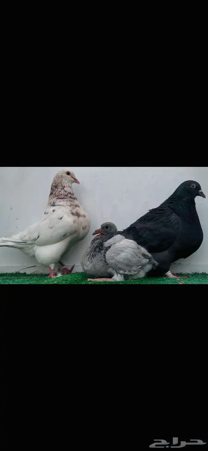 زوج تاكسن خوارج 3