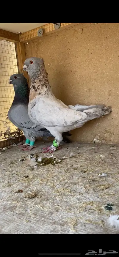 جوز 3