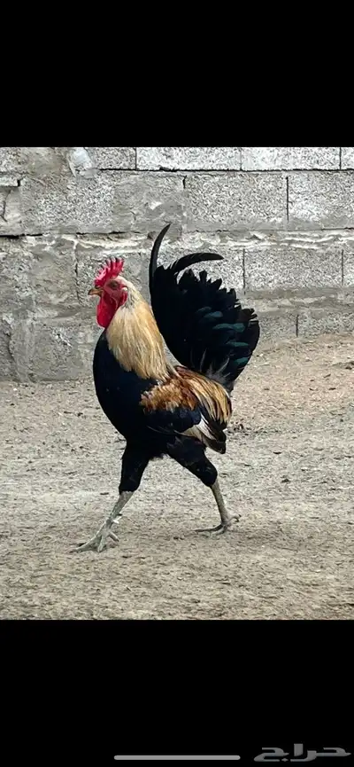 دجاج عربي أصل 0