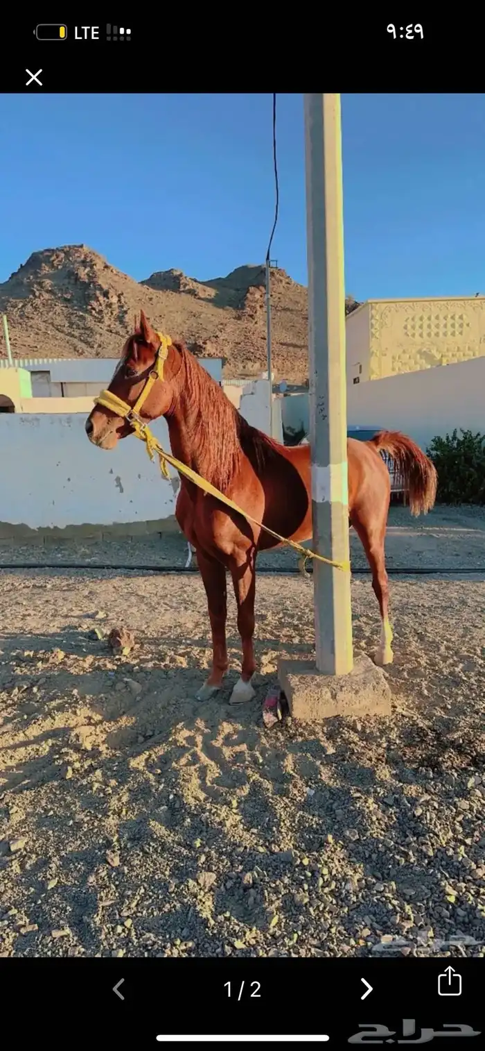 حصان جزيري 1