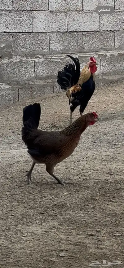 دجاج عربي أصل 1