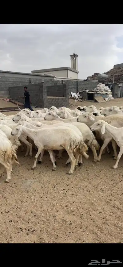 غنم دفع 11