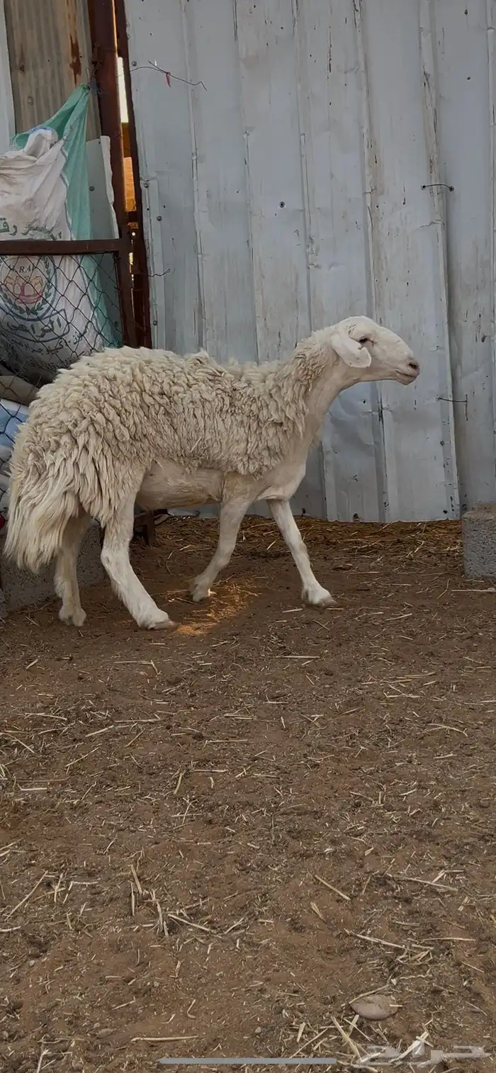 رخال حريه صنف شعره قطنيه 2