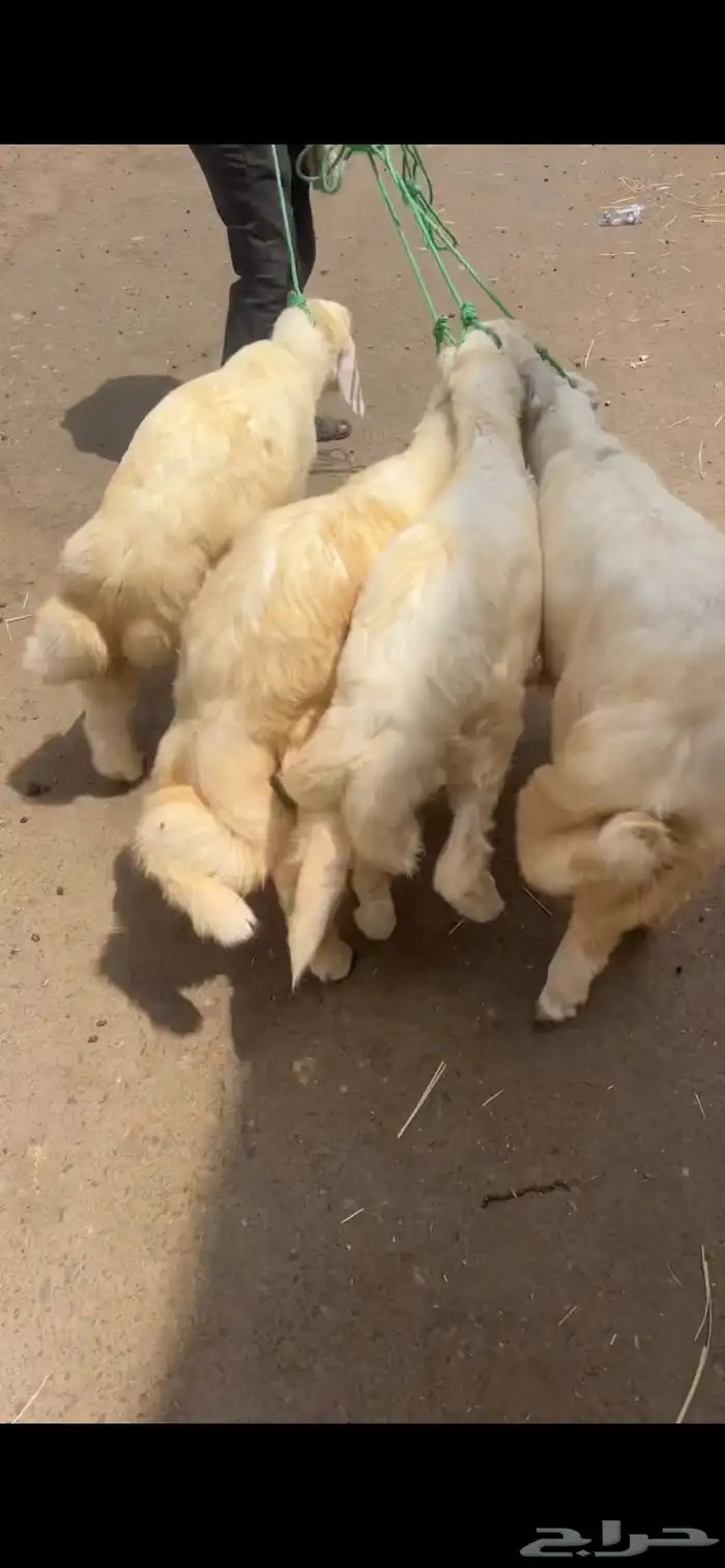 خرفان ذبايح مشروطه 0
