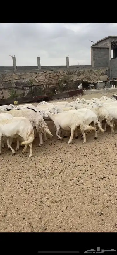 غنم دفع 21