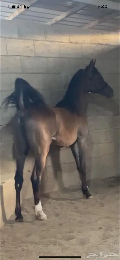 مهره شعبيه شيخه بنت جراح الثالث 0