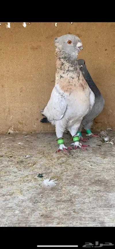 جوز 1