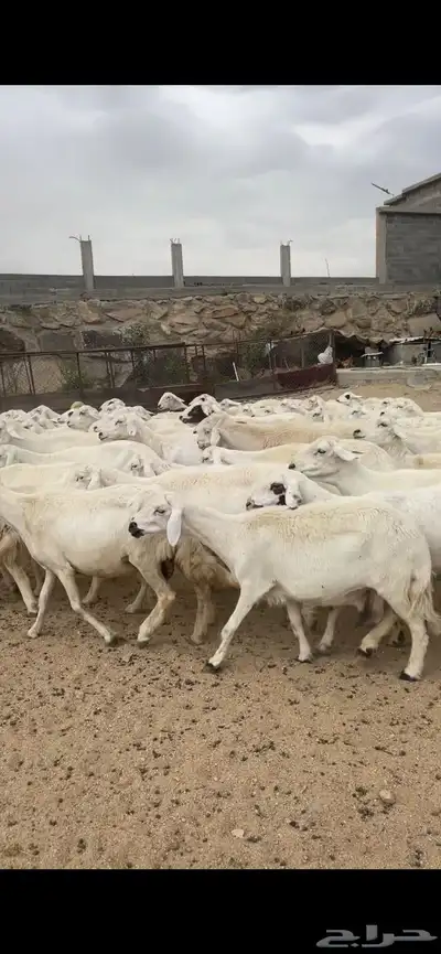 غنم دفع 5
