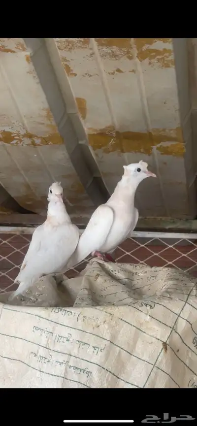 قماري 0