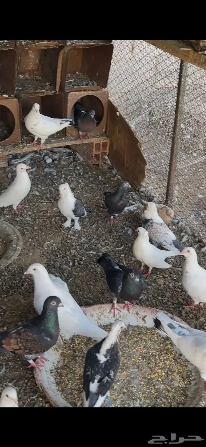 حمام مشكل فرنسي وزاجل وحب رمان 9