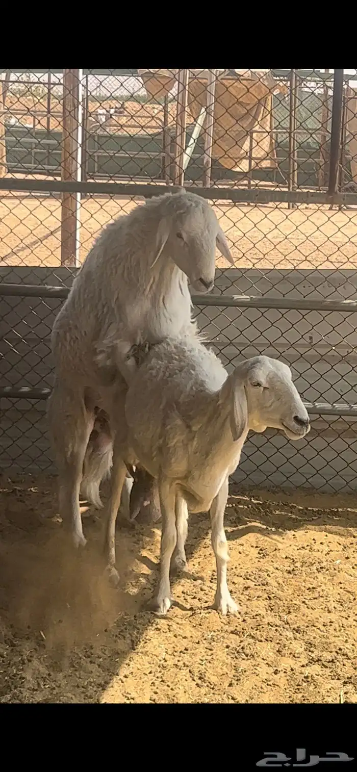 فحل حري صنف فاااخر 4