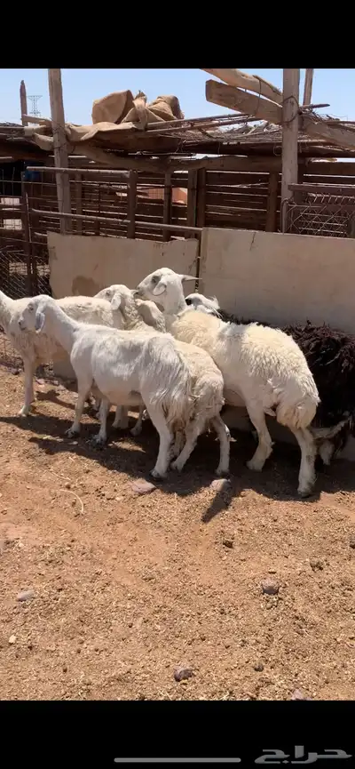 ضان الحناكيه 0