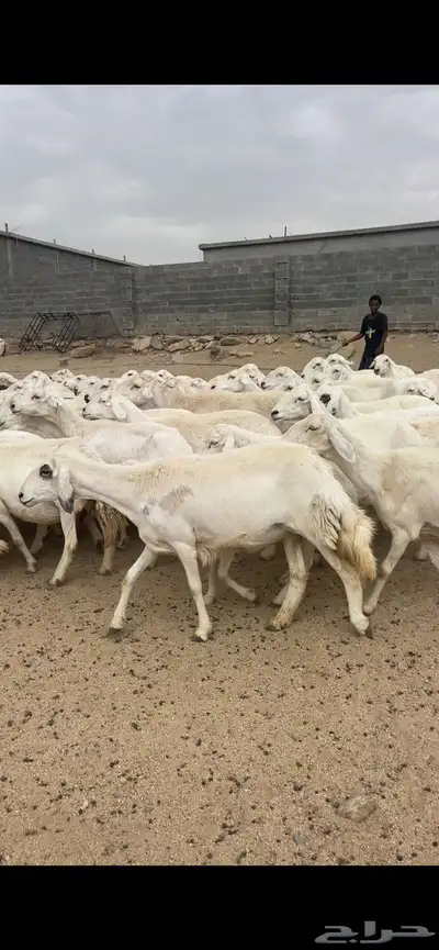 غنم دفع 3