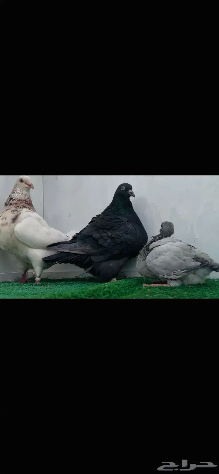 زوج تاكسن خوارج 2