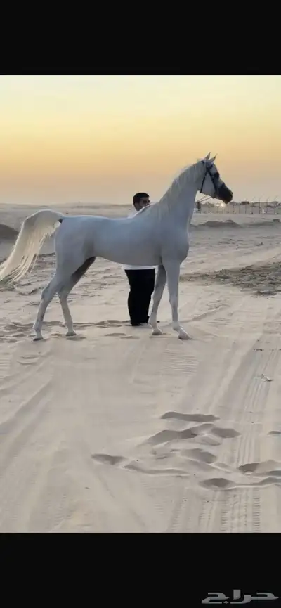 حصان واهو 1