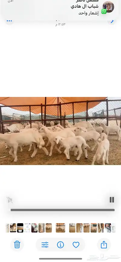 20 تبعها 26 رخال وغنم ناهيه ومقنوي كفو 1