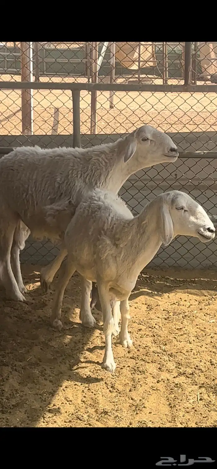 فحل حري صنف فاااخر 5
