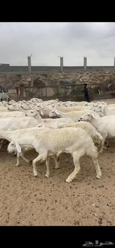 غنم دفع 2